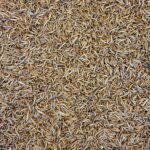 a close up of a pile of brown rice